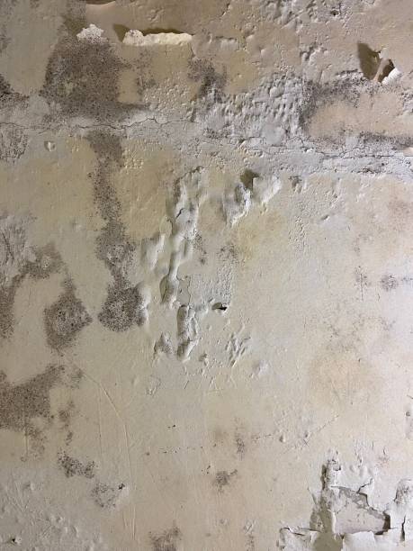 Best Attic Mold Remediation in Camden, OH