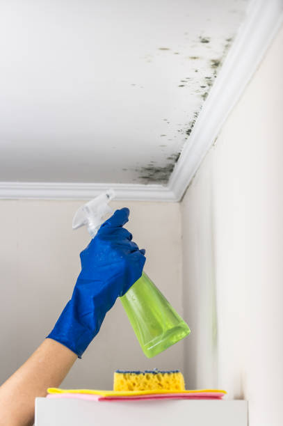 Best Commercial Mold Remediation in Camden, OH